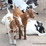 goats from grants farm