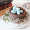 robins egg nest glass cloche