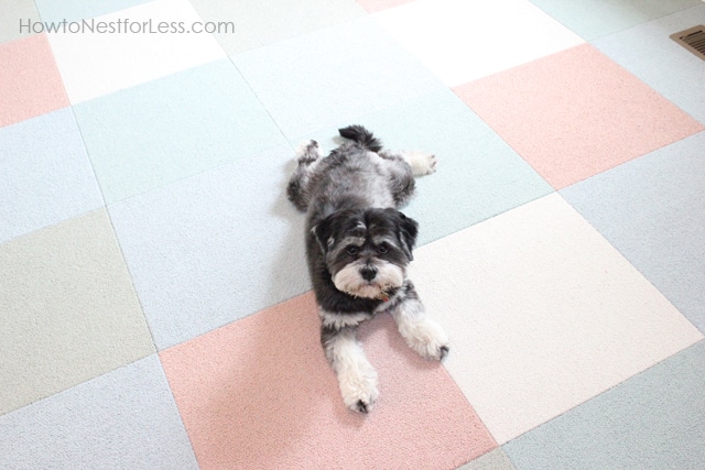 Little dog lying on the new carpet tiles.