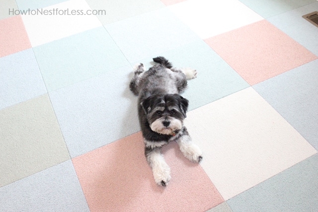 Little black and grey dog lying on the Flor carpet tiles.