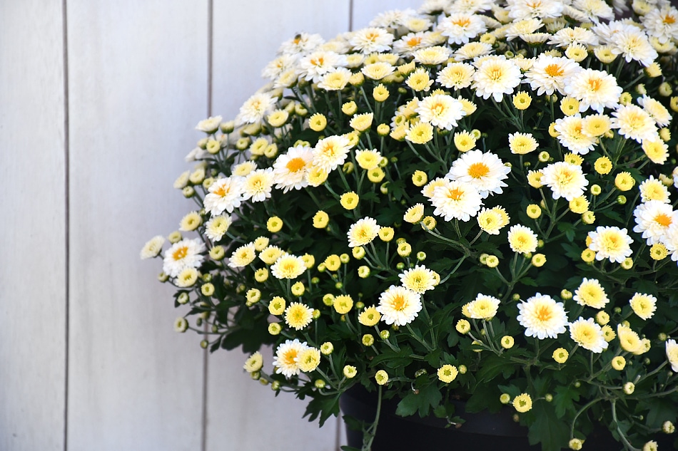 White and yellow flowers in a planter on the porch.